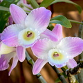 Dendrobium hybride