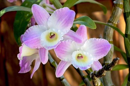 Dendrobium hybride