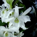 Dendrobium hybride