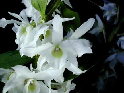 Dendrobium hybride