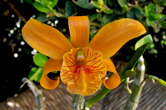 Dendrobium hybride