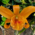 Dendrobium hybride