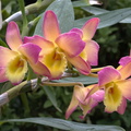 Dendrobium Oriental Smile 'Fantasy'