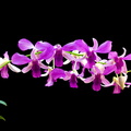 Dendrobium hybride