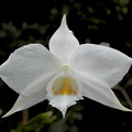 Dendrobium infundibulum