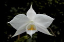 Dendrobium infundibulum