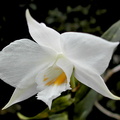 Dendrobium infundibulum