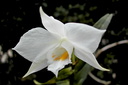 Dendrobium infundibulum