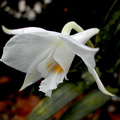 Dendrobium infundibulum