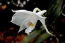 Dendrobium infundibulum