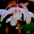 Dendrobium intricatum