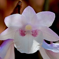 Dendrobium intricatum