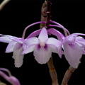 Dendrobium intricatum