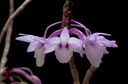 Dendrobium intricatum