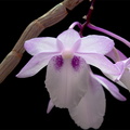 Dendrobium intricatum