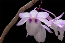 Dendrobium intricatum