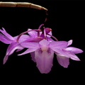 Dendrobium intricatum