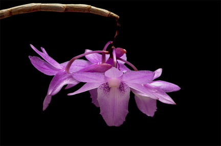 Dendrobium intricatum