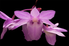 Dendrobium intricatum