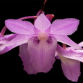 Dendrobium intricatum