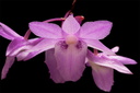 Dendrobium intricatum