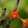 Dendrobium jacobsonii