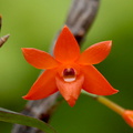 Dendrobium jacobsonii