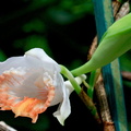 Dendrobium jaintianum