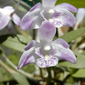 Dendrobium kingianum