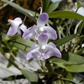 Dendrobium kingianum