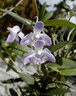 Dendrobium kingianum