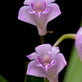 Dendrobium kingianum