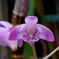 Dendrobium kingianum