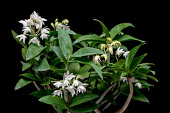 Dendrobium kingianum