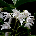 Dendrobium kingianum