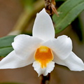 Dendrobium kontumense