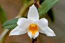 Dendrobium kontumense