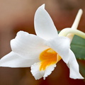 Dendrobium kontumense