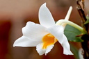 Dendrobium kontumense