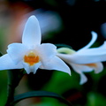 Dendrobium kontumense