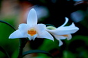 Dendrobium kontumense