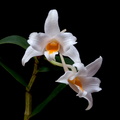 Dendrobium kontumense