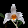 Dendrobium kontumense