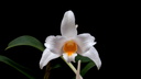 Dendrobium kontumense