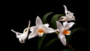 Dendrobium kontumense