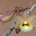 Dendrobium lampongense