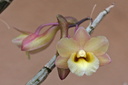 Dendrobium lampongense