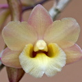 Dendrobium_lampongense2.jpg