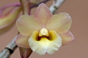 Dendrobium lampongense