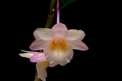 Dendrobium lampongense